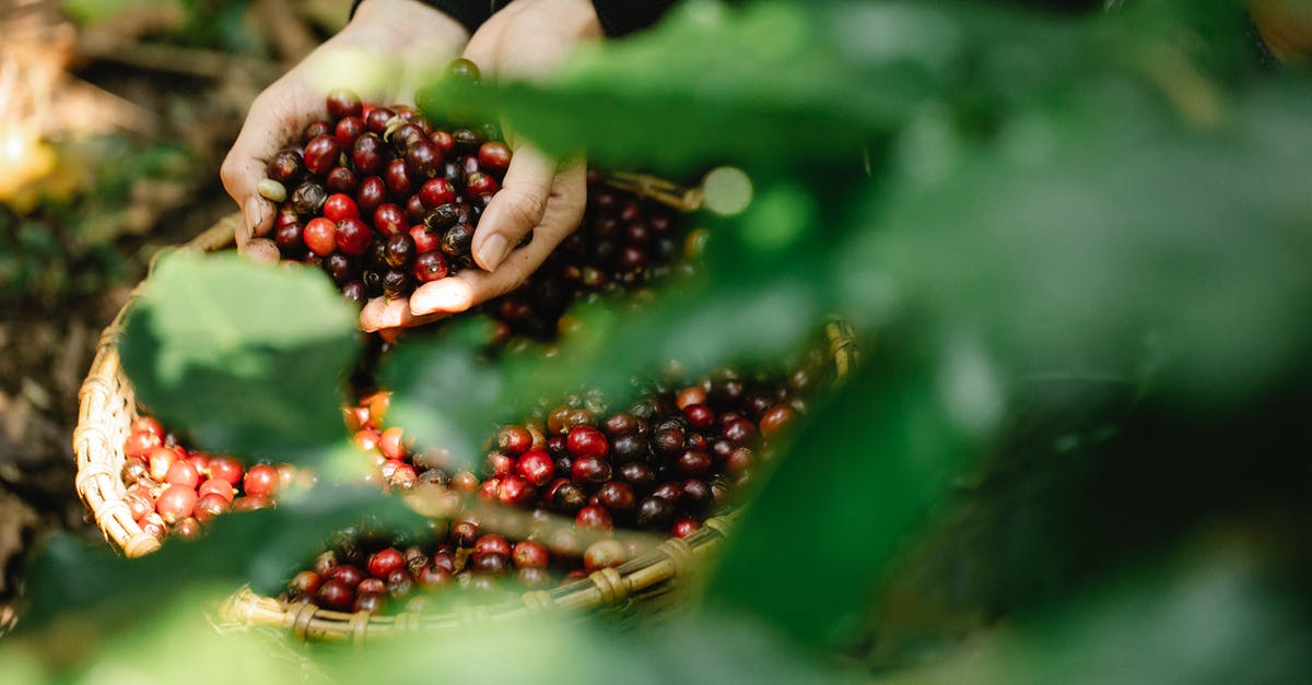 Do Berry Trees last until harvested? - Unrecognizable farmer harvesting red coffee berries in forest