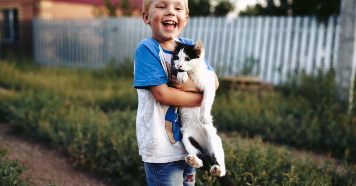 Do Cat Shines collected while Fury Bowser isn’t attacking deal damage? - Boy with Cat in Hands