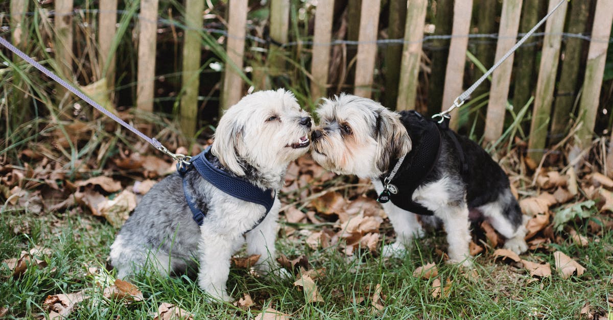 Do citizens want different kind of parks? - Adorable dogs spending time outside