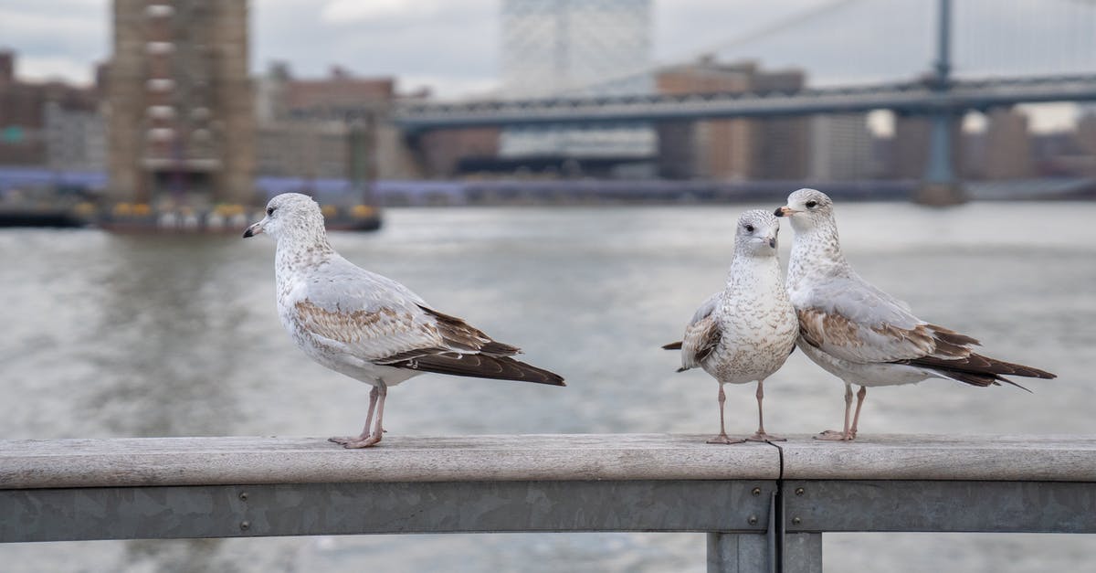 Do creatures spawn at rails? - Flock of seagulls siting on metal handrail near rippling water on street against bridge and buildings on blurred background in city