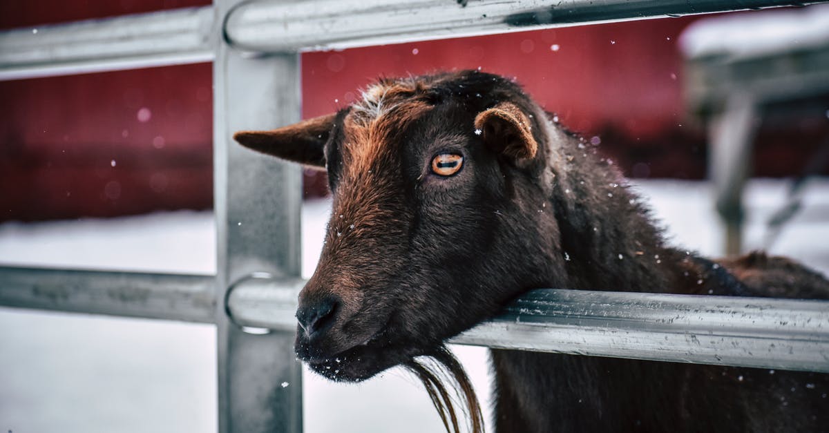 Do creatures spawn at rails? - Little brown goat with beard in corral standing at metal railing on farm on winter day