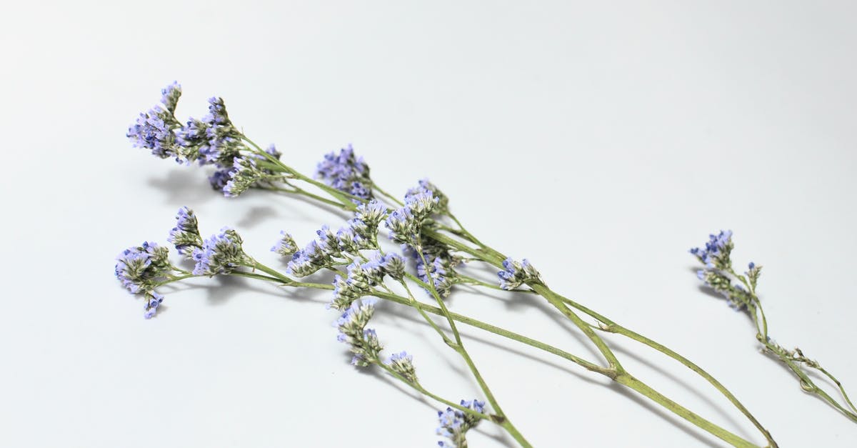 Do fade touched enchantments stack? - From above of lavender flowers on green long stems with small purple petals placed on white background in light studio