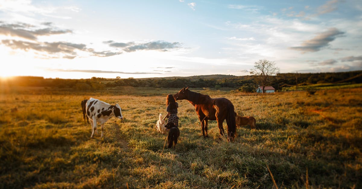 Do harvest sprites take care of the dog and horse? - Woman among animals on pasture