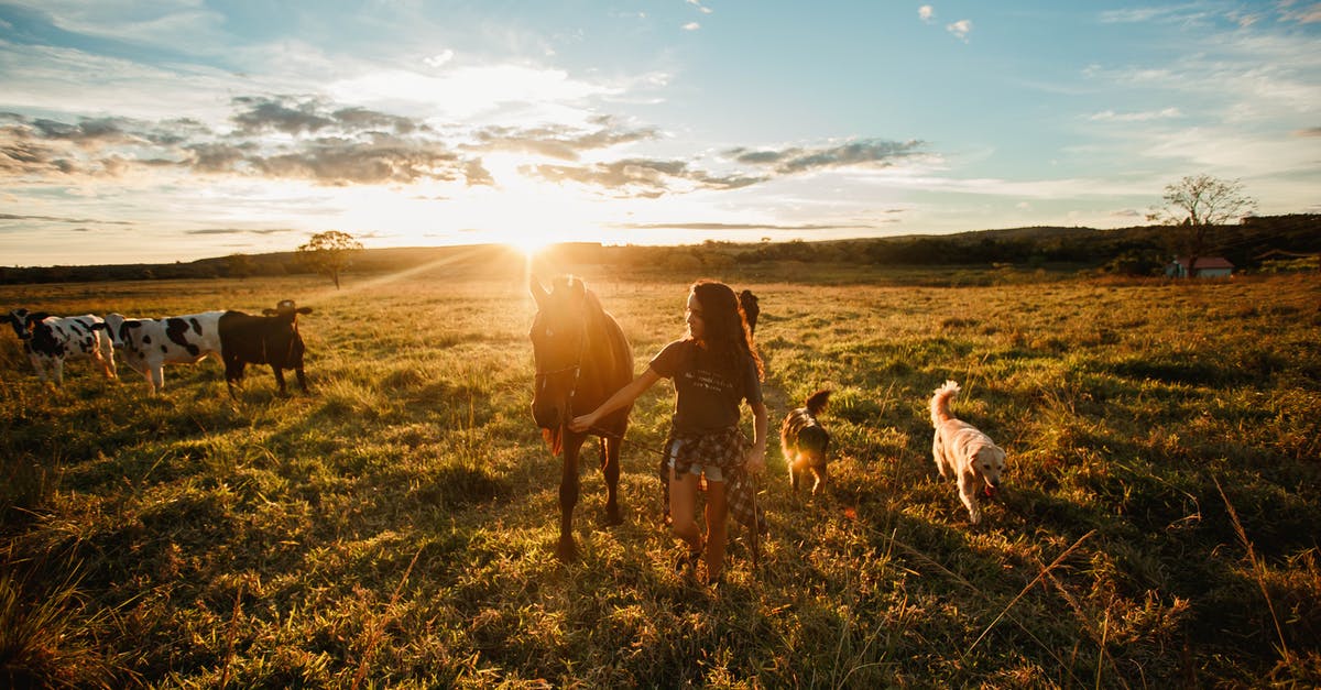 Do harvest sprites take care of the dog and horse? - Teenage girl leading horse by bridle in meadow at sunset