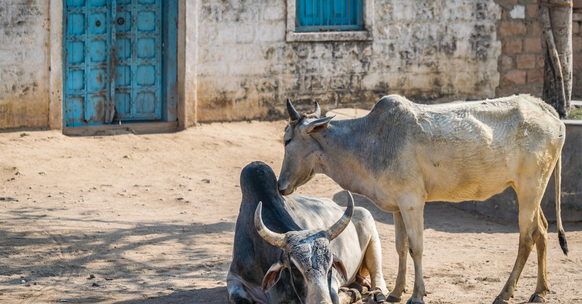 Do horns affect AI? - Free stock photo of cow, india, indian