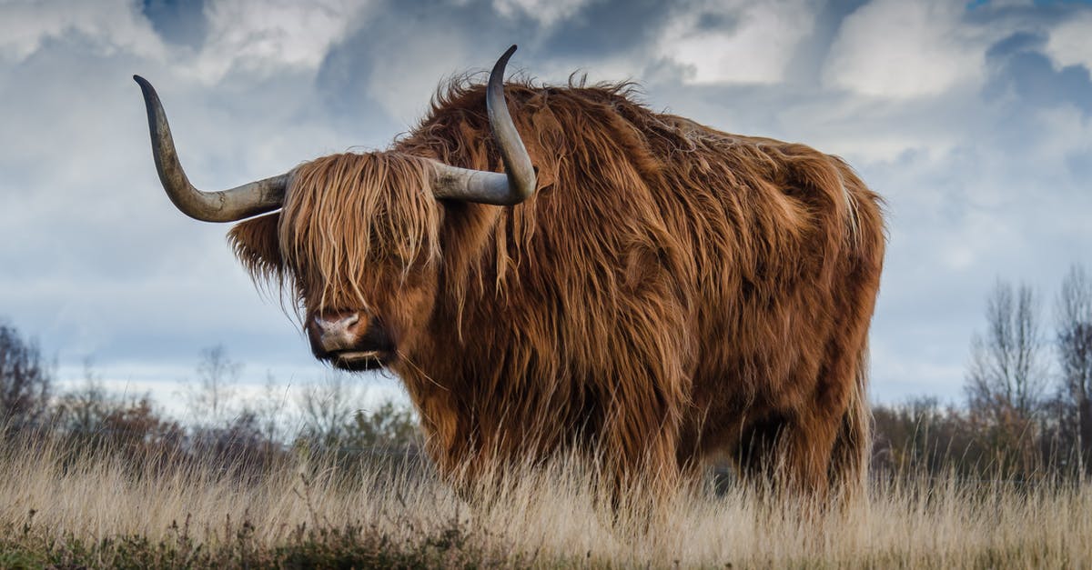 Do horns affect AI? - Brown Yak on Green and Brown Grass Field