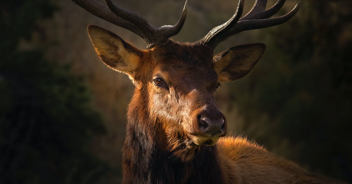 Do horns affect AI? - Close-Up Photo of Brown Deer