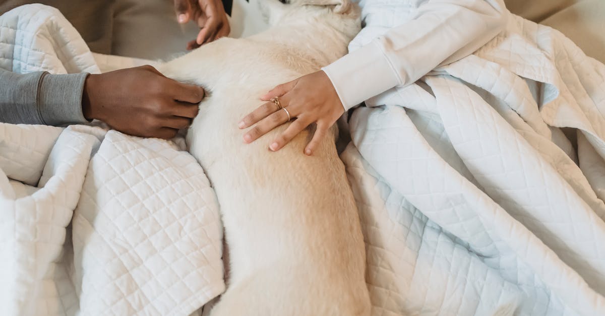 Do I get any benefits from petting my chicken? - From above of crop anonymous African American couple lying on comfortable bed under blanket and caressing cute sleeping dog