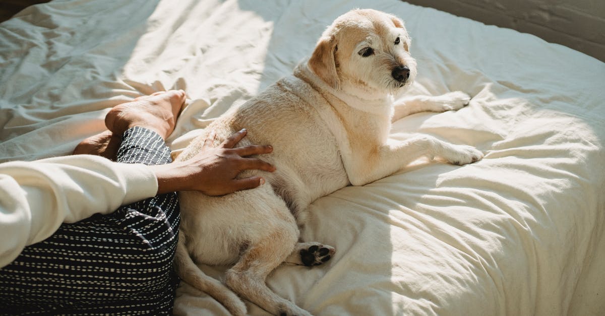 Do I get any benefits from petting my chicken? - High angle of African American female owner petting fluffy puppy lying on comfortable bed