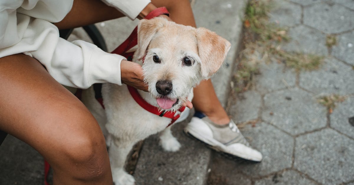 Do I get any benefits from petting my chicken? - From above of crop anonymous female caressing purebred puppy Labrador Retriever while spending time together