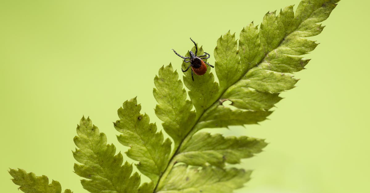 Do Moltres and Articuno exist in Pokemon Leaf Green? - Black and Red Ladybug on Green Leaf