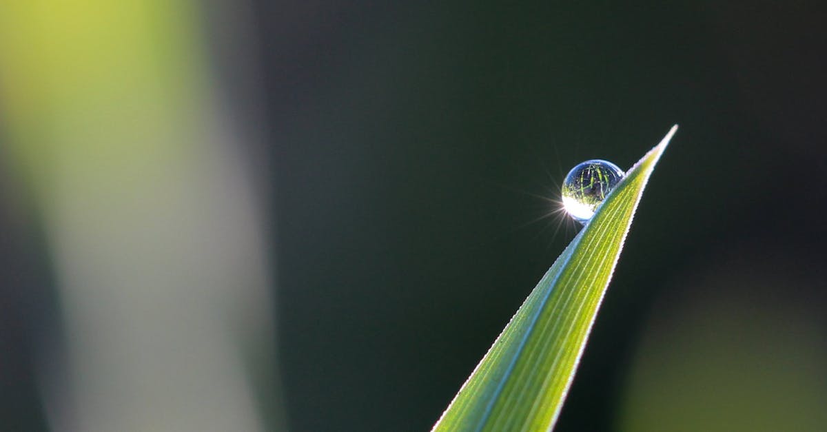 Do Moltres and Articuno exist in Pokemon Leaf Green? - Selective Focus Photography of Leaves With Water Drop