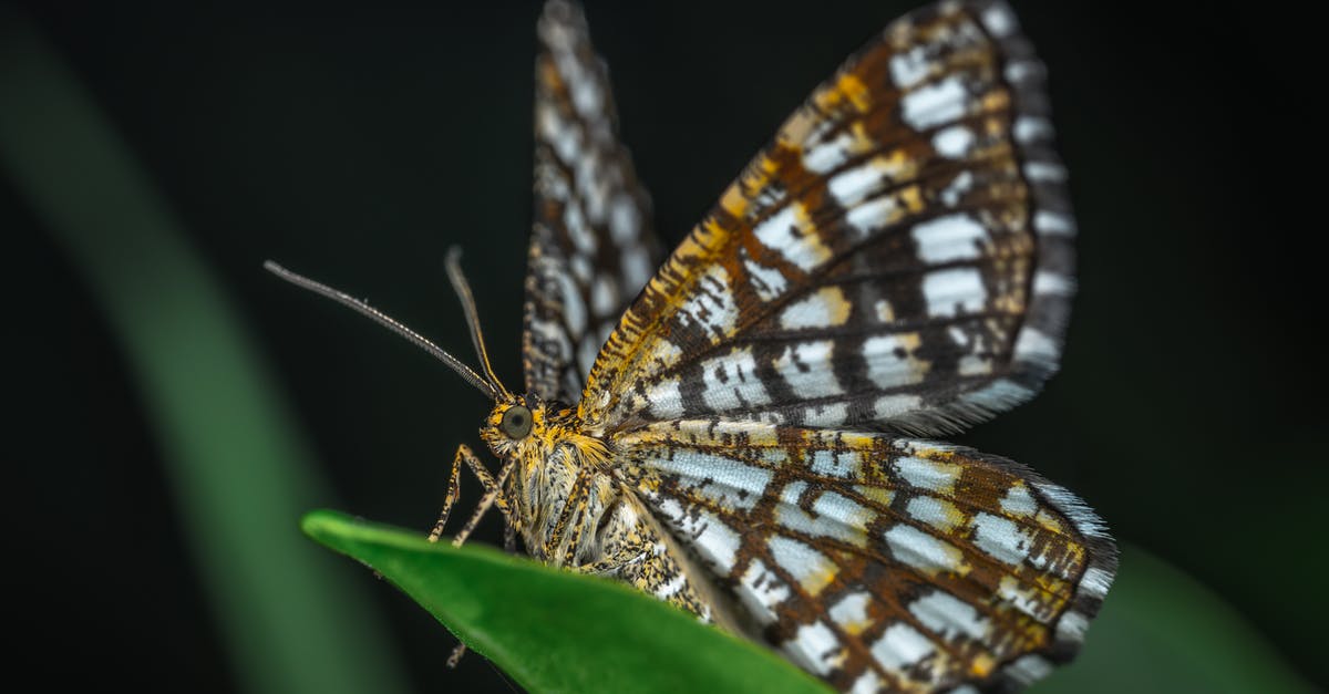 Do Moltres and Articuno exist in Pokemon Leaf Green? - Selective Focus Photography of Brown and White Butterfly