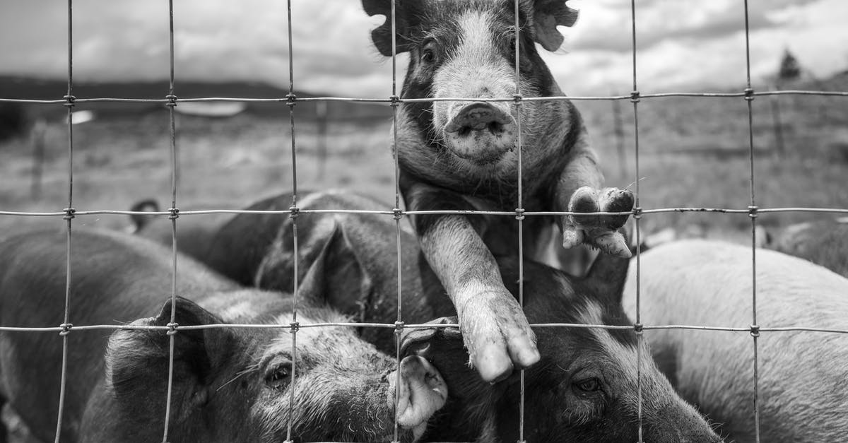 Do pigs find truffles while you're not in the farm? - 