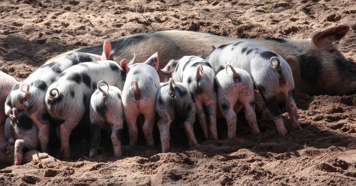 Do pigs find truffles while you're not in the farm? - Black and White Pig Feeding Her Piglets