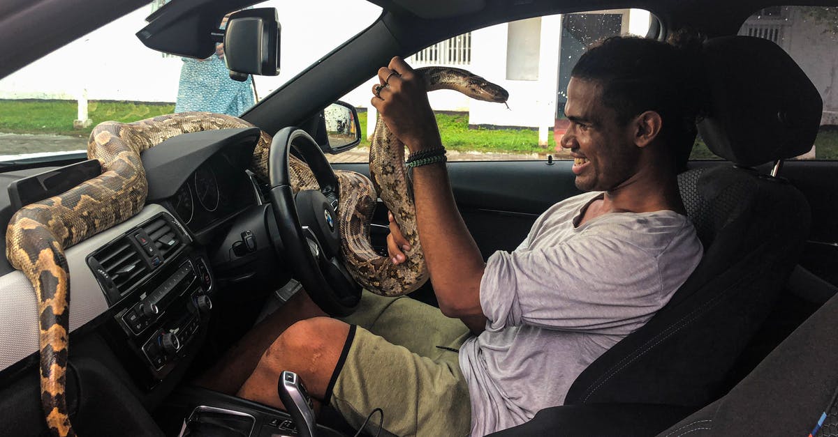 Do really huge snakes spawn in the AI mode of Slither.io? - Side view of young African American man in casual clothes sitting behind wheel of car and holding huge Boa lying on dashboard of modern car on summer day