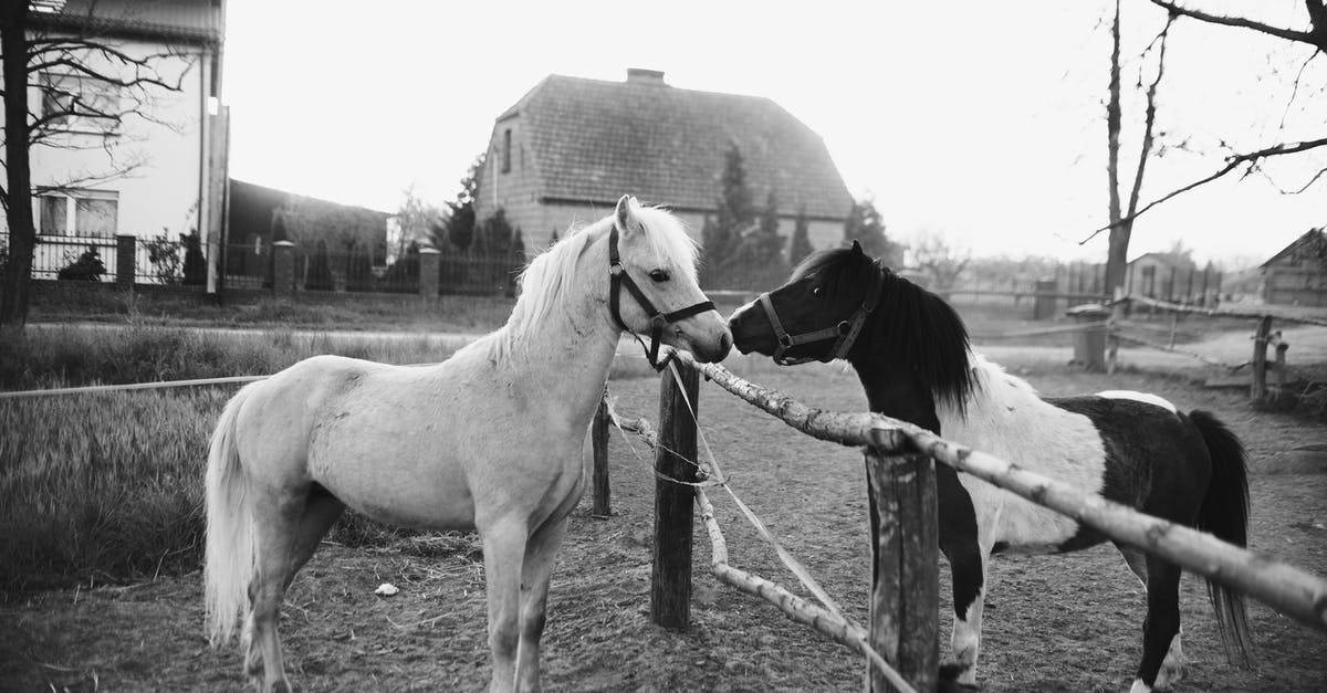 Do the different animations in the alternate costumes affect hurtboxes? - Black and white of pair of different purebred horses smelling each other over wooden barrier in paddock in autumn countryside