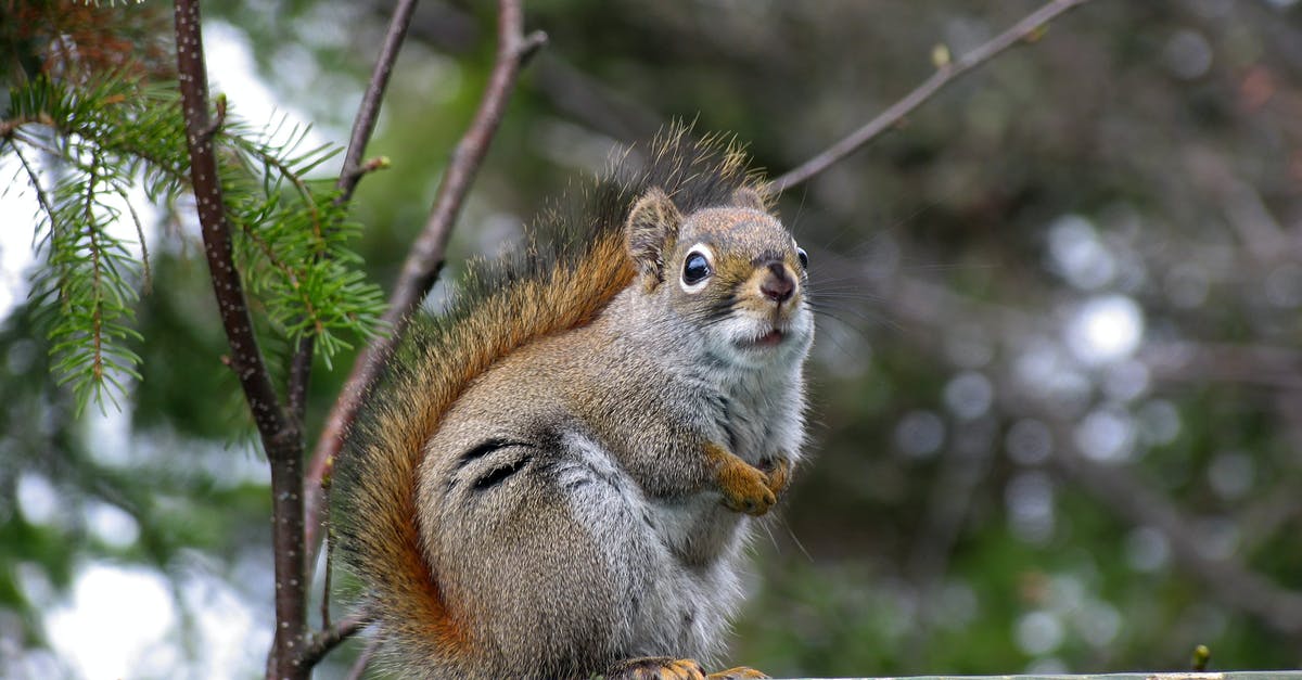 Do you need to fence in your animals? [duplicate] - Squirrel Sitting on Fence