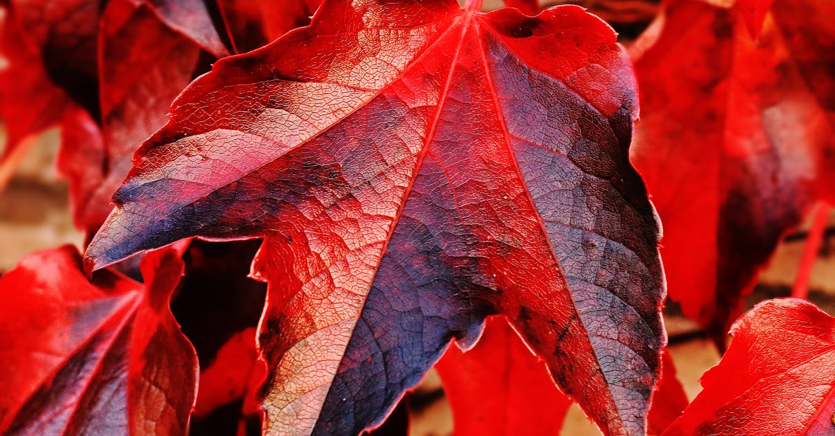 Does ATS automatically change for seasons? - Red and Brown Plant Leaf in Closeup Photo