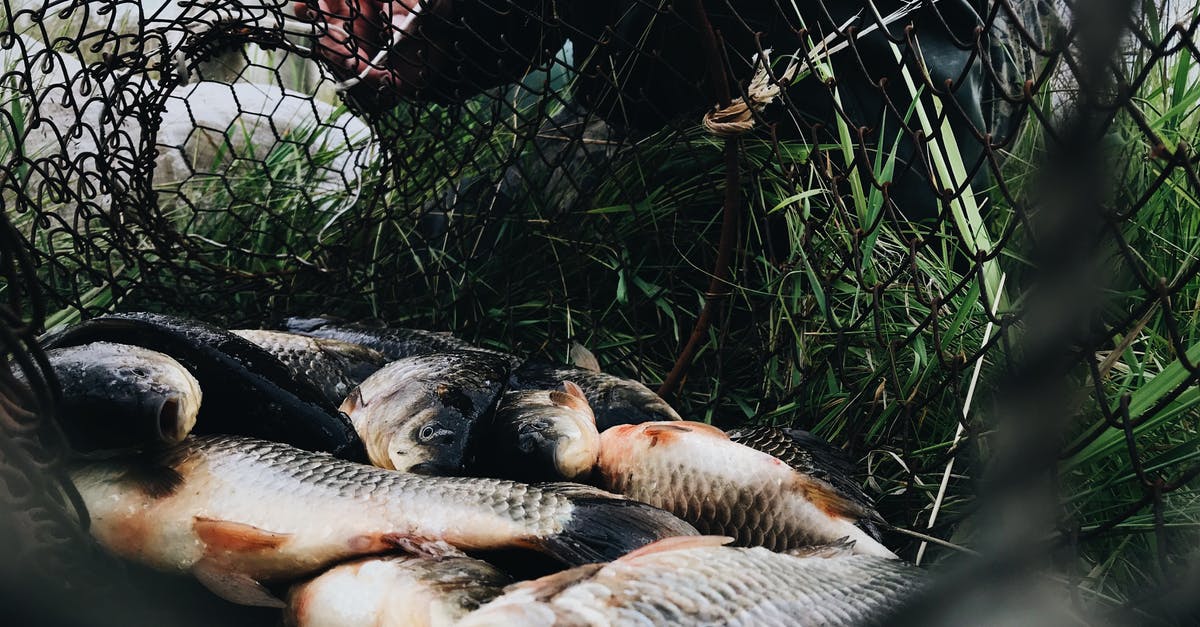 Does catch rate in the underground scale with badge progression? - Fresh Fishes on Net 