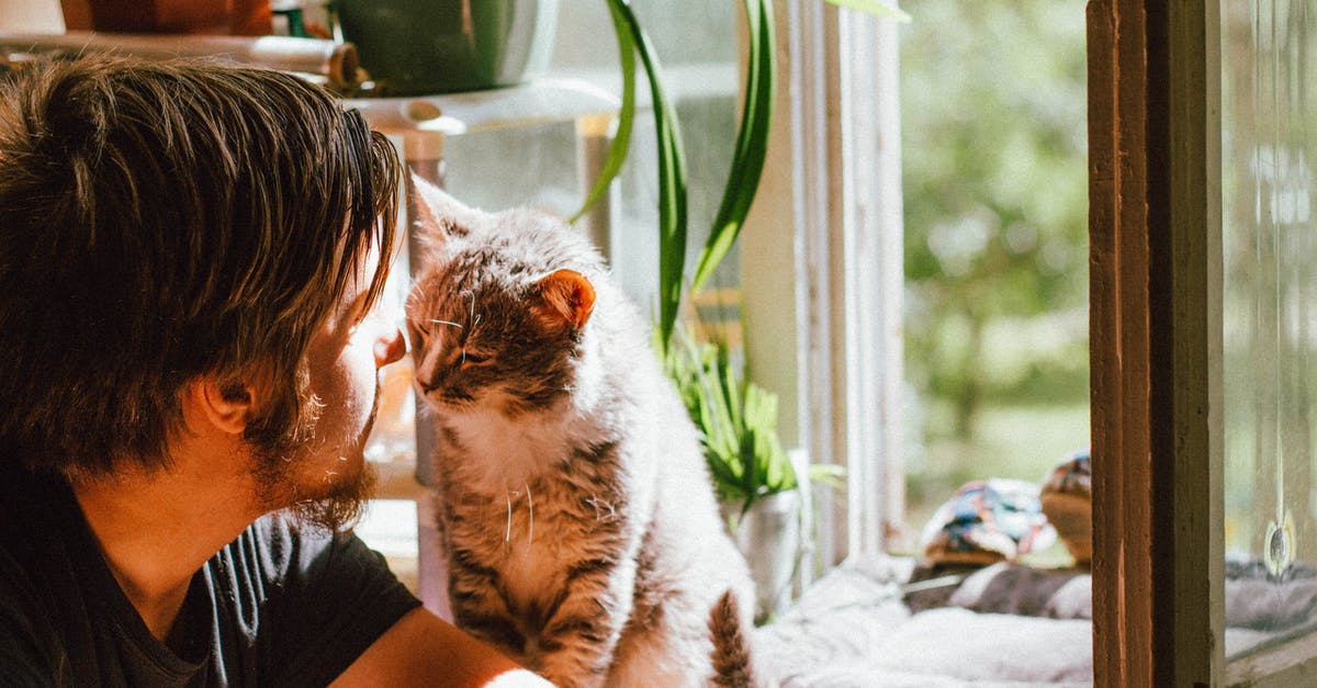 Does Cheibriados' Slouch affect Oklob plants? - Cute cat smelling unrecognizable bearded man on windowsill at home