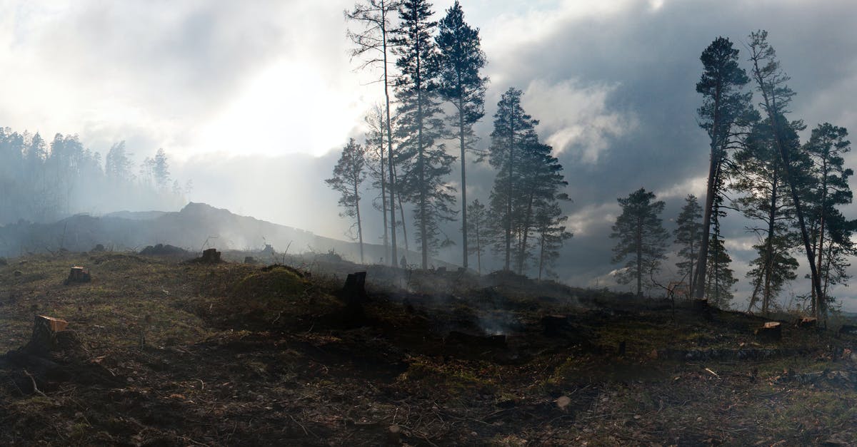 Does destroying a death totem disable the death protection? - Tall trees growing on hills covered with moss after conflagration in thick smoke