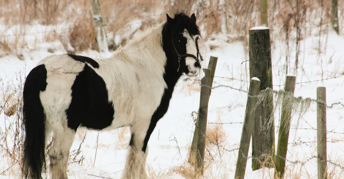 Does Frost Walker work with boats? - White and Black Horse Standing Near Fence