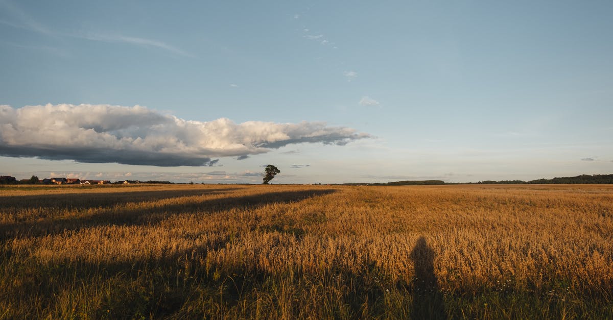 Does grass spread in the nether? - Scenic view of vast meadow with faded grass under cloudy sky in autumn on sunny day