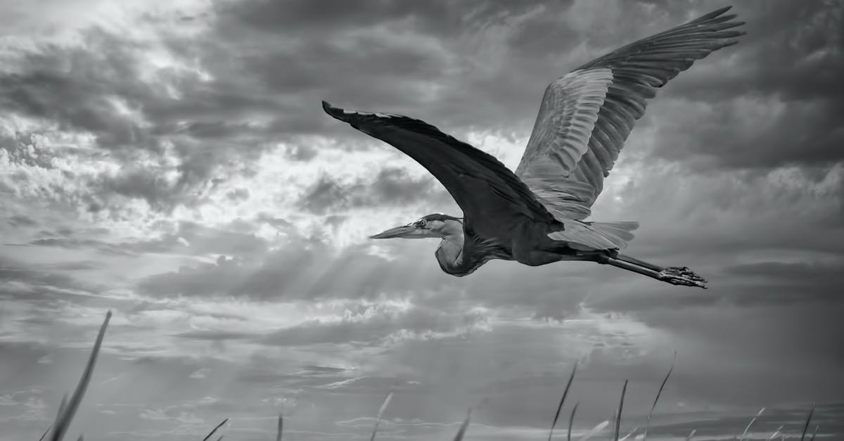 Does grass spread in the nether? - Black and white of big carnivorous bird with spread wings and pointed beak flying in shiny cloudy sky