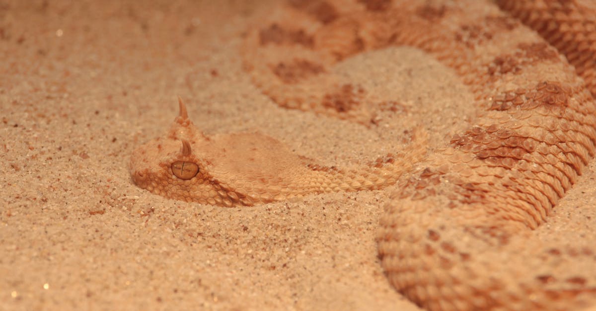 Does Sidewinder have an ending? - Close-Up Photo of a Brown Sidewinder Snake on Sand