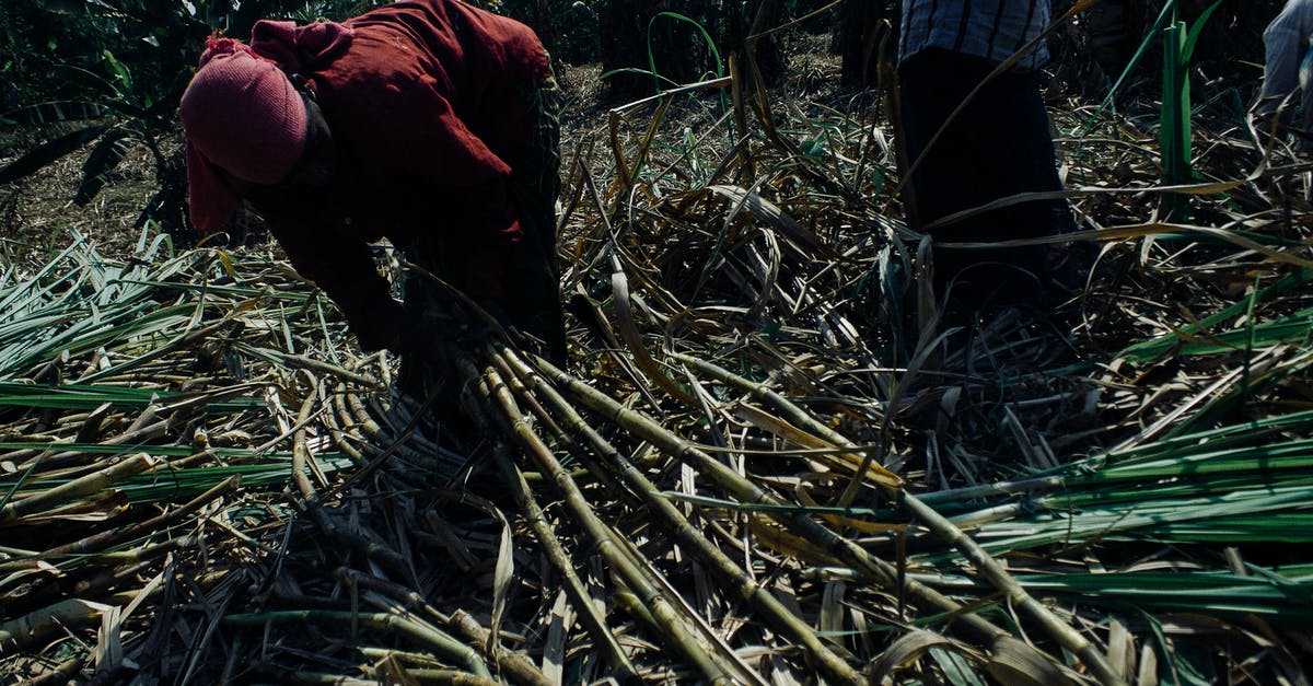 Does Sugar Cane grow better on different grounds? - Faceless ethnic people in dirty clothes collecting sugar cane plants on sunny plantation in Asian countryside