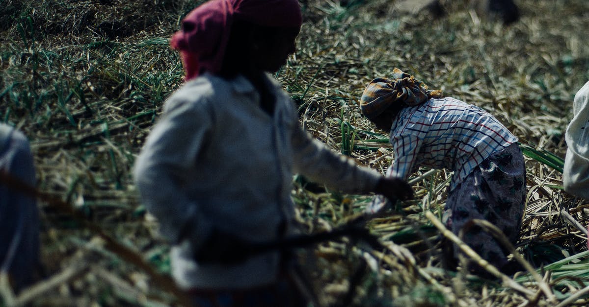 Does Sugar Cane grow better on different grounds? - Faceless hard working ethnic people in dirty wear and protective headscarves using scythes while collecting sugar cane plants on plantation on hot sunny day