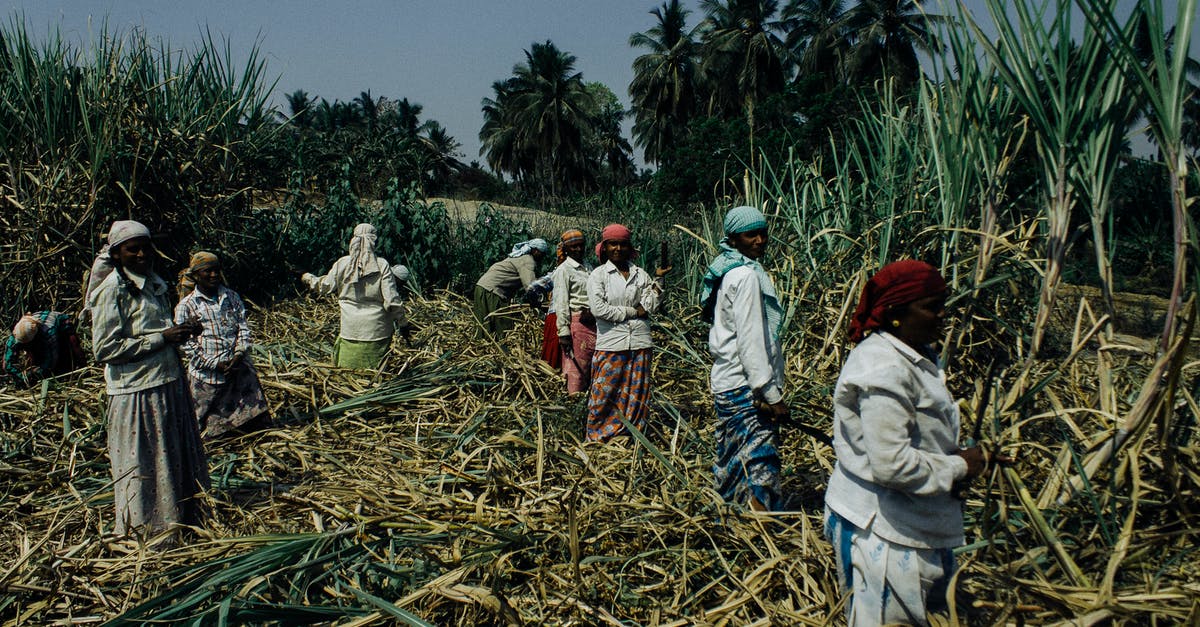 Does Sugar Cane grow better on different grounds? - Group of black women working on sugar cane plantation