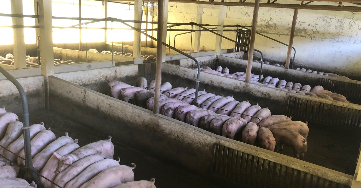 Does Synthetic Meat patent improve food production in all subsequent weeks of the campaign mode missions? - Pigs feeding in spacious barn Does Synthetic Meat patent improve food production in all subsequent weeks of the campaign mode missions? - Pigs feeding in spacious barn
