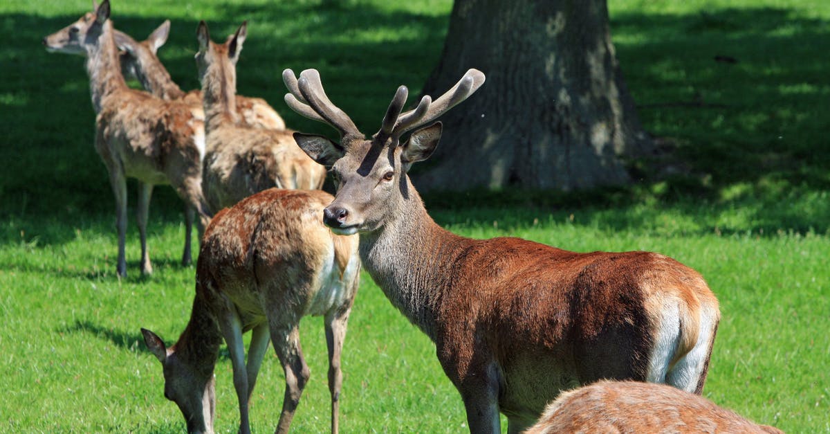 Does the Pokemon that spawns on Honey Tree stay there forever? - Group of Brown Deer on Green Grass Near Tree during Daytime