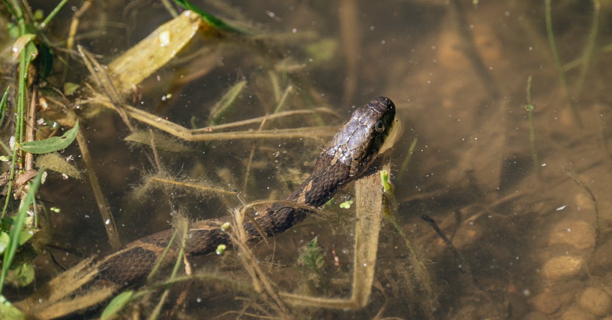 Does the size of my snake matter? - Black and Brown Snake on Body of Water