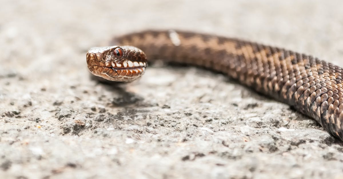 Does the size of my snake matter? - A Close-Up Shot of a Snake