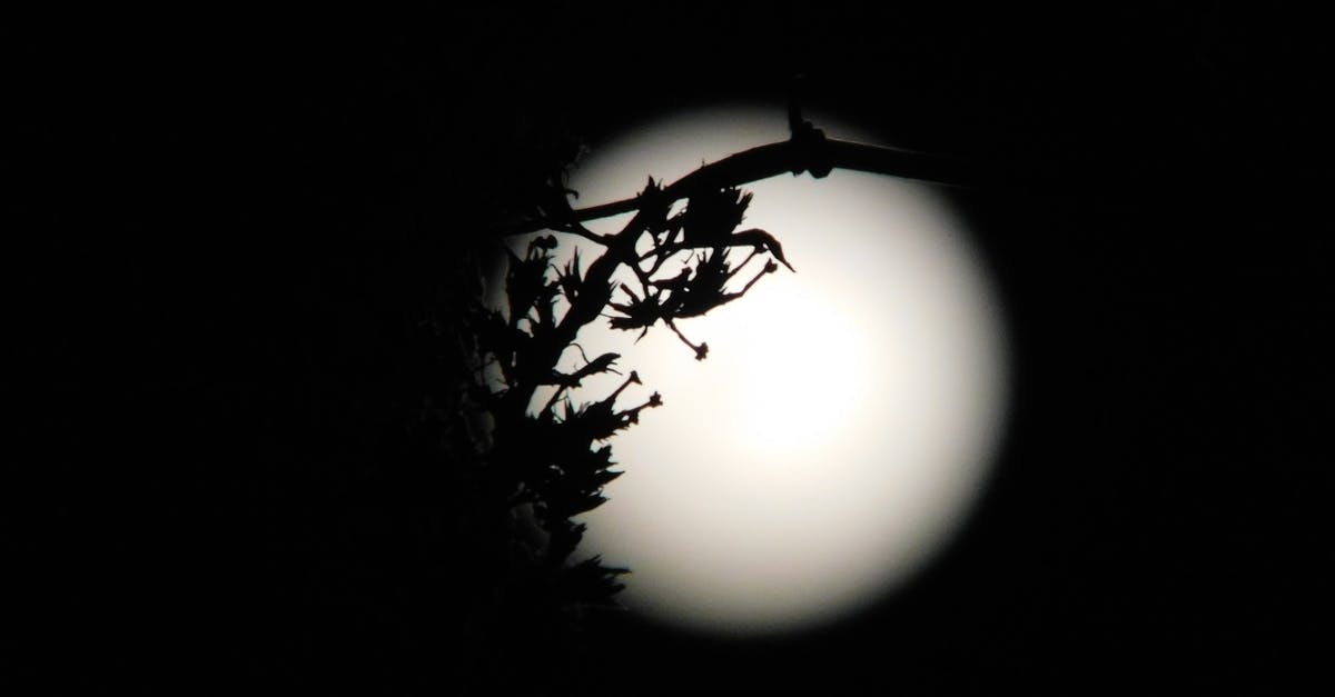 Does the Trueshot Aura ( Pristress of the Moon) effect huntress? - Silhouette of tree branch against luminous bright moon on dark sky at starless night