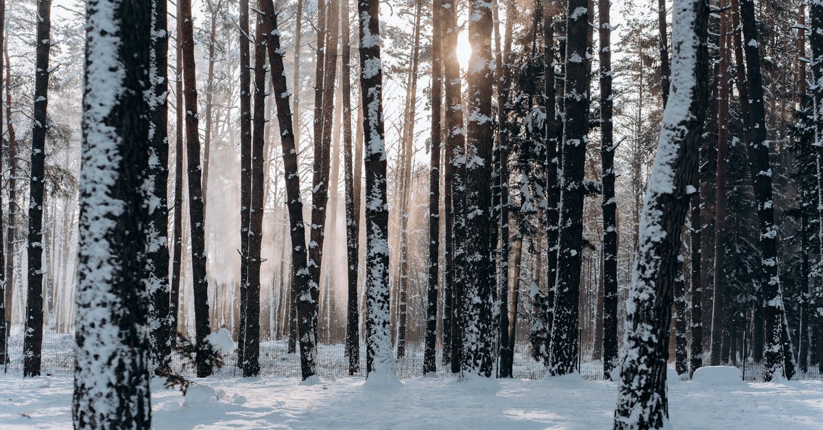 Does the weather affect the noise I make? - Woods Covered With Snow