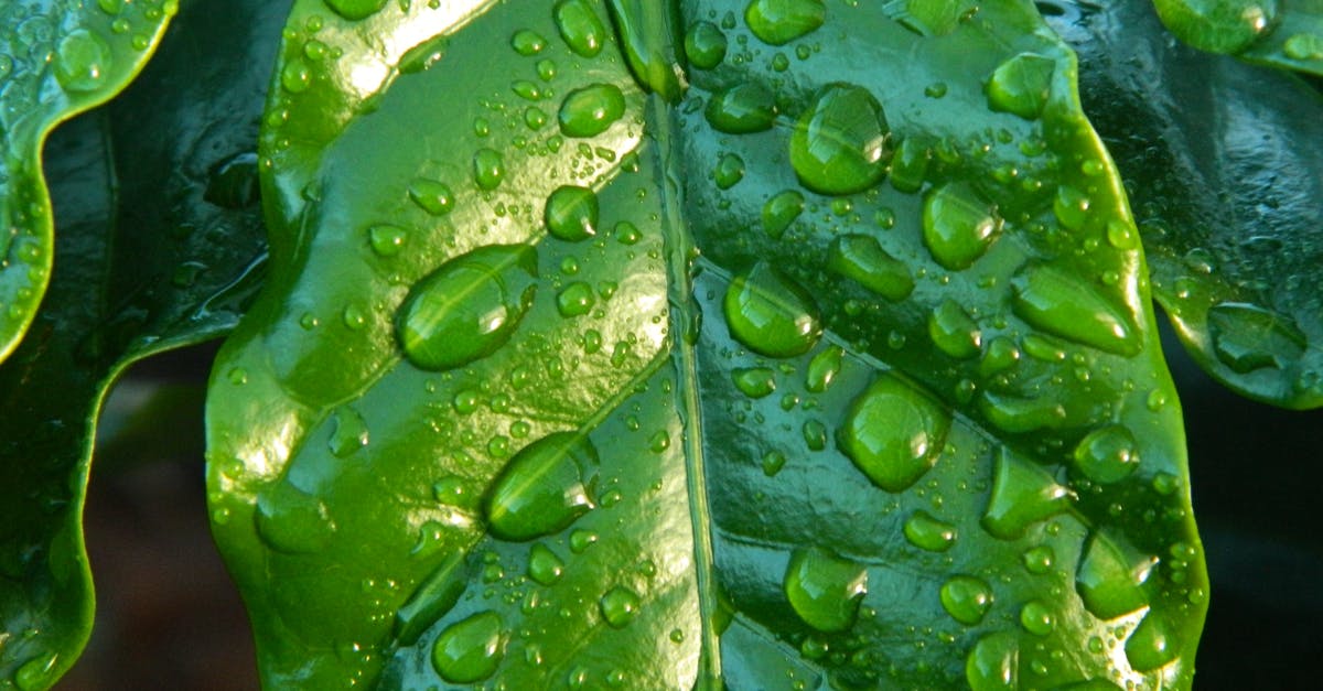 Dota2: Cancelled clarity potion after Nyx Spiked Carapace - Close-up Photography of Leaf With Water Drops