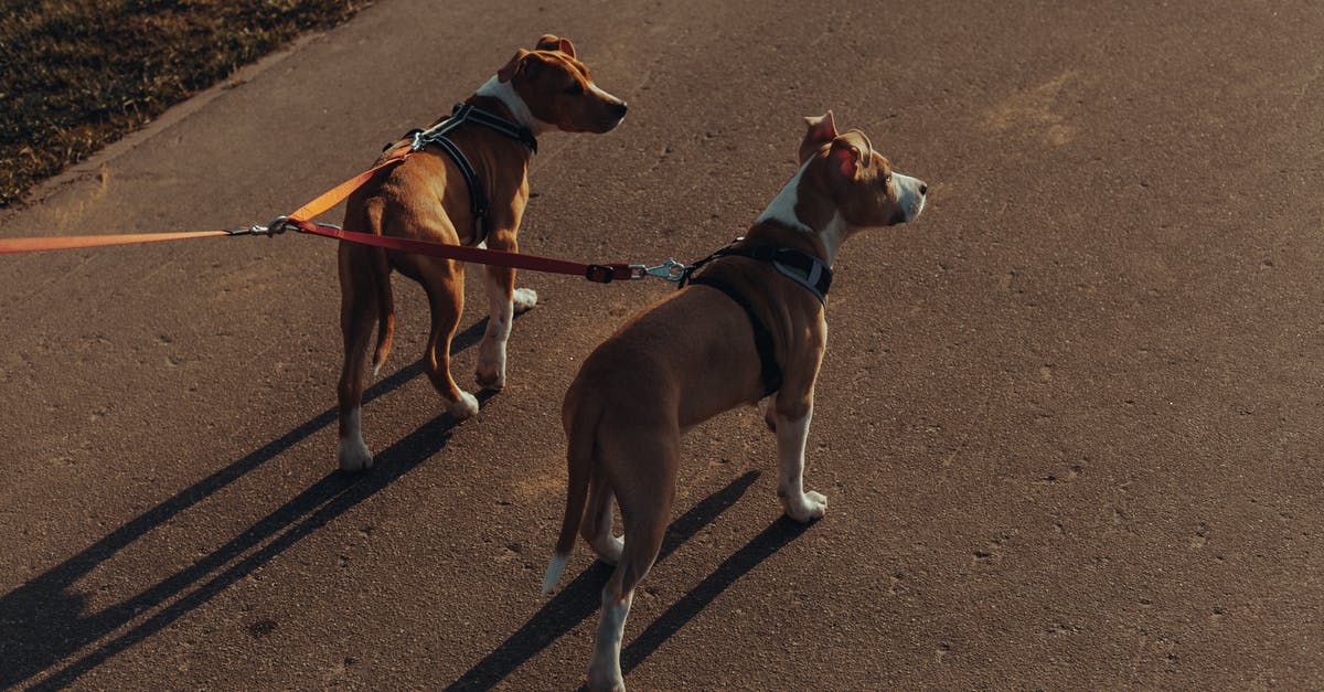 Double attack threshold (Path of Radiance) - Purebred dogs with leashes standing on asphalt path