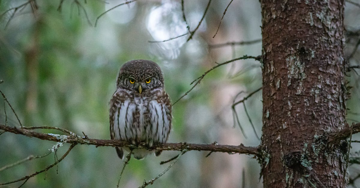 DS3 Day One Edition Confusion - Brown Owl Perched on Brown Tree Branch