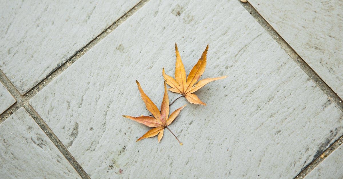 Edge tile Bug in Dwarf Fortress - Top view of dry weathered brown maple leaves with pointed edges placed on tiled floor in light room in autumn time