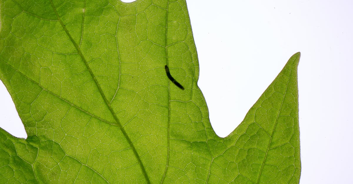 Edge tile Bug in Dwarf Fortress - Fresh green leaf of maple tree