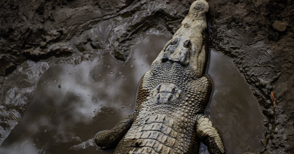 Elite: Dangerous launcher fails to start - Brown Crocodile on Water