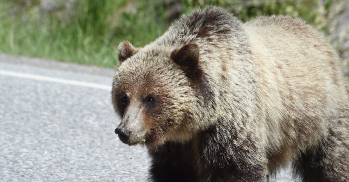 Elite: Dangerous launcher fails to start - Free stock photo of animal, carnivore, cute