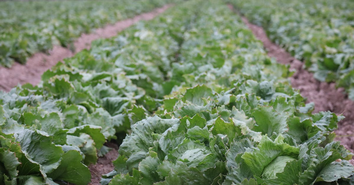 Elite Farming Breakpoints - Green Leaf Vegetable on Brown Soil