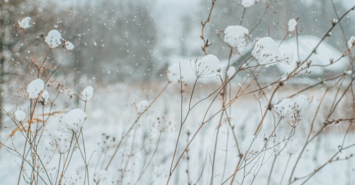 Etymology for Atronach? - White Flowers on Brown Stem