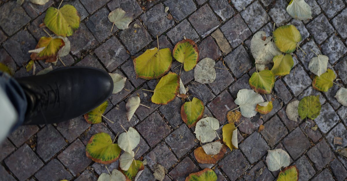 Fallen London: Quickest Way to get into Mahogany Hall? - Top view of crop unrecognizable person strolling on paved walkway with green faded leaves in autumn time on street of city