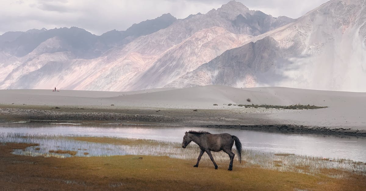 Fastest cavalry unit in Bannerlord - Black Horse on Brown Field Near Snow Covered Mountain